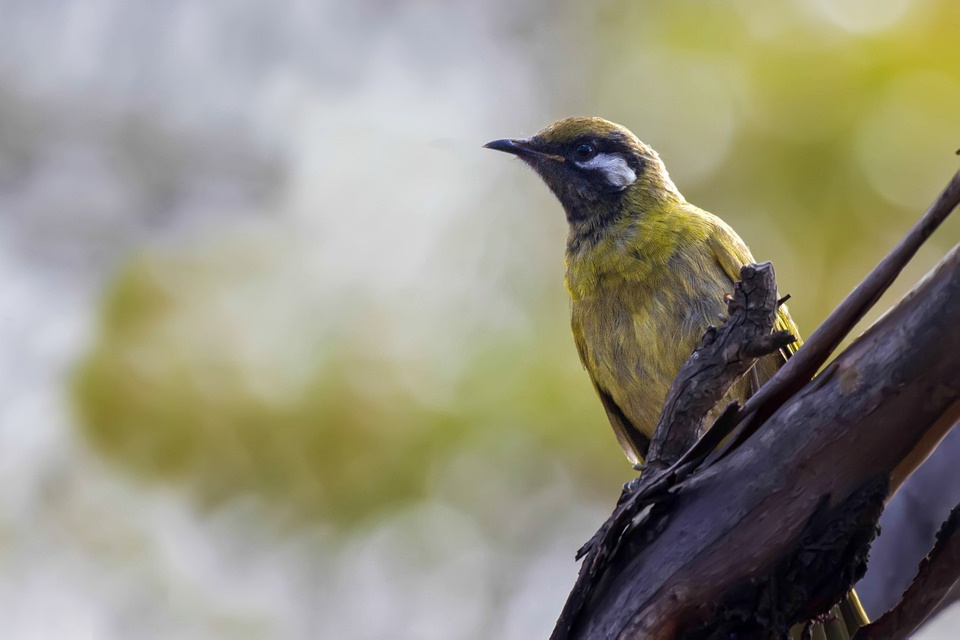 White-eared Honeyeater (Lichenostomus leucotis)